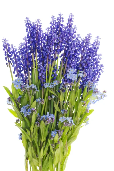 Buquê de mini flores azuis — Fotografia de Stock