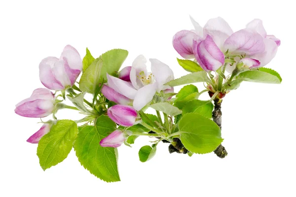 Rosa Apfelbaum isolierte Blumen Makro — Stockfoto