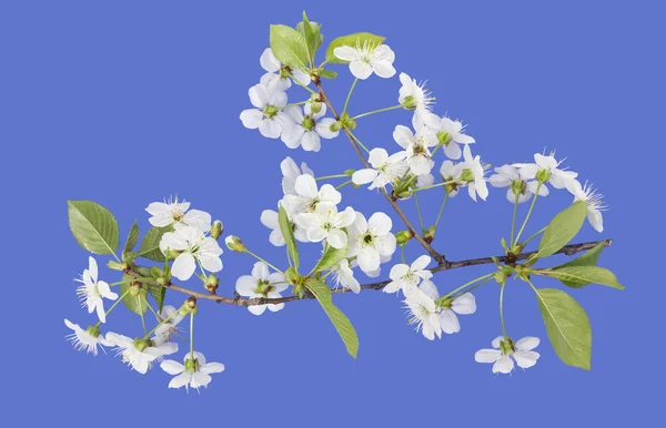 Spring cherry blossoms on blue — Stock Photo, Image