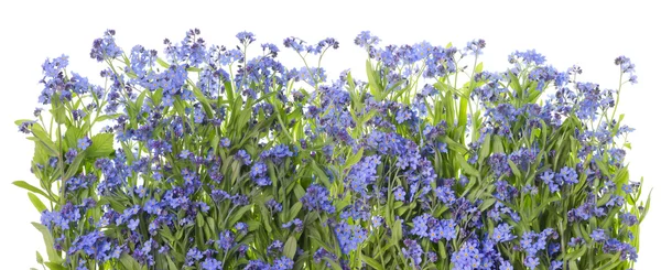 Forget me nots blue border — Stock Photo, Image