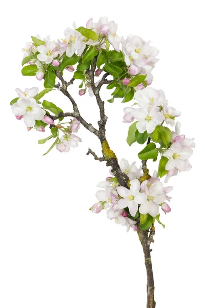 Oude apple boom nieuwe bloemen — Stockfoto
