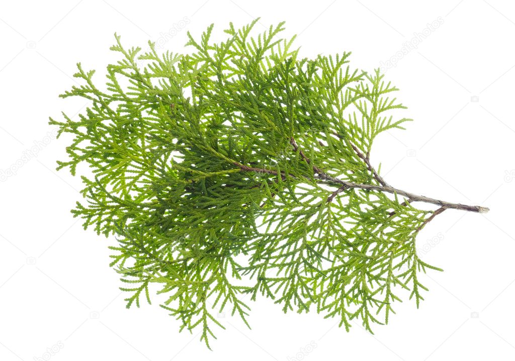 Isolated branch a thuja