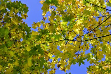 Maples gökyüzüne karşı yeşillik