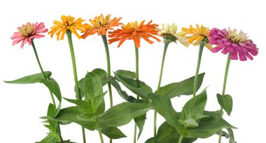 çiçekler zinnia kenarlık