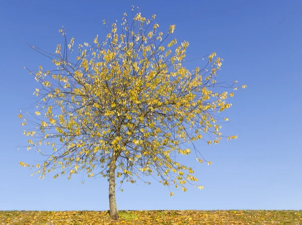 Gökyüzü üzerinde karşı yalnız sarı ağaç — Stockfoto