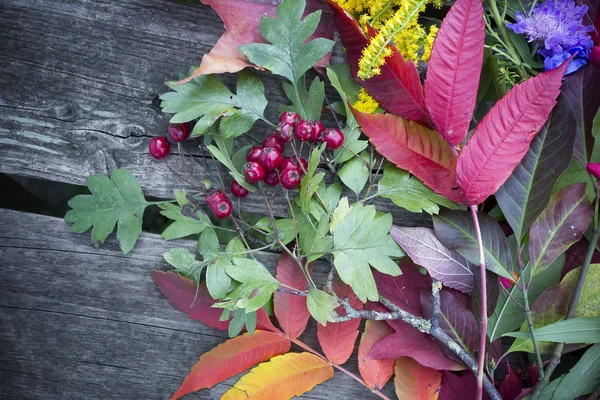 Background - autumn colors — Stock Photo, Image