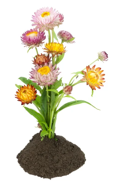 "Iimmortelle "bloemen — Stockfoto