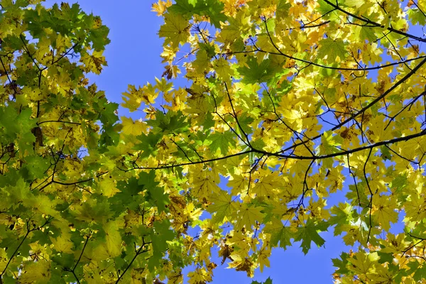 Listy javorů na obloze — Stock fotografie