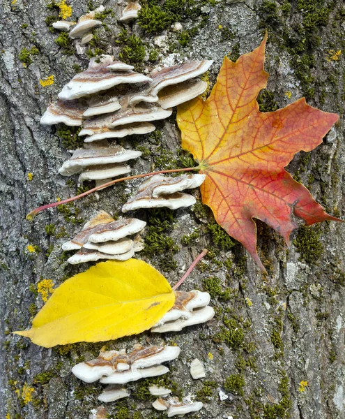 Maple autumn leaf on a tree trunk — Stock Photo, Image