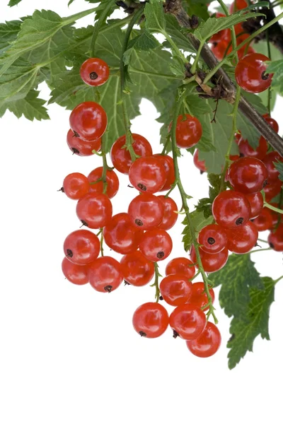 Trauben roter Johannisbeeren hängen an einem Zweig — Stockfoto