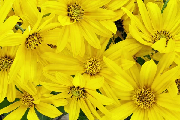 Sonnenblumen blumiger Hintergrund — Stockfoto