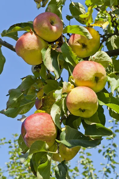 Real apples on tree barnch — Stock Photo, Image