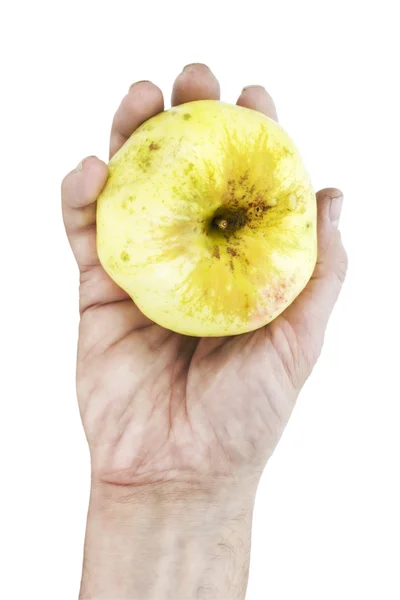 Arbeta hand i holding ett äpple — Stockfoto