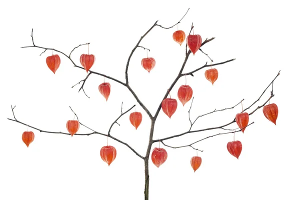 Conceito de árvore corações vermelhos — Fotografia de Stock