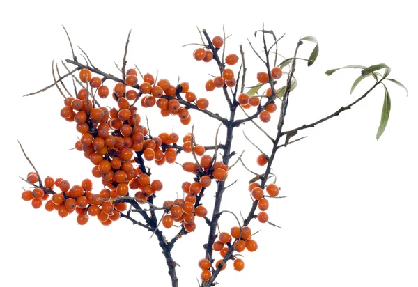 Branches of winter sea-buckthorn berries — Stock Photo, Image