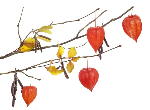 Autumn tree branch isolated — Stock Photo, Image