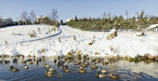 冬の湖のカモを検索 — ストック写真