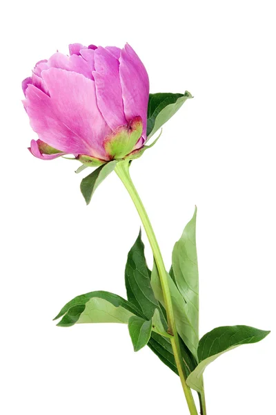 Изолированный одинокий розовый пион — стоковое фото