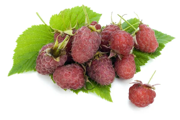 Real garden raspberry berries — Stock Photo, Image
