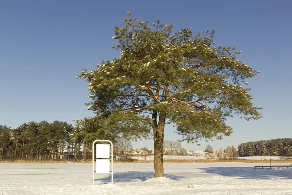 Pijnboom in de winter en leeg reclamebord — Stockfoto