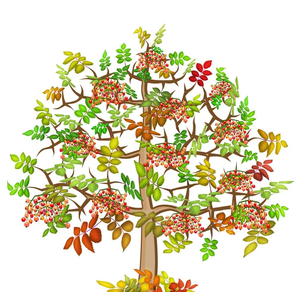 Ash lonely autumn tree — Stock Photo, Image