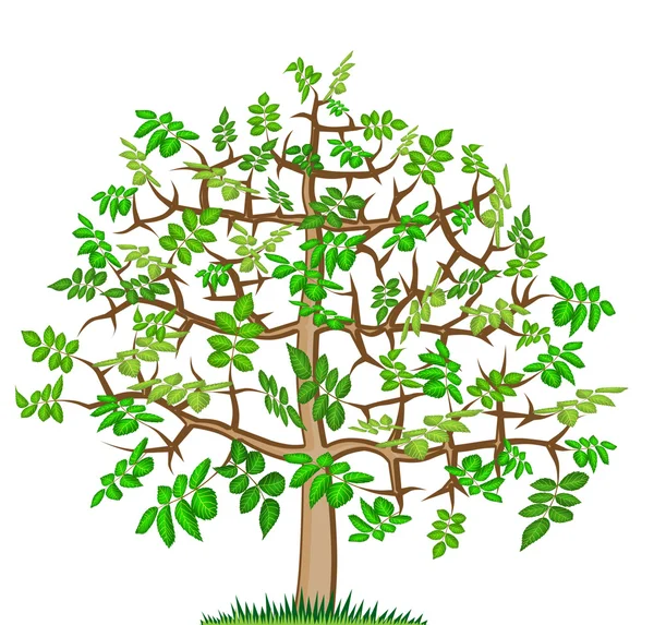Ash lonely tree — Stock Photo, Image