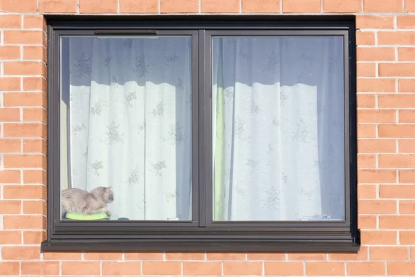 Brun plast fönster och röd katt — Stockfoto