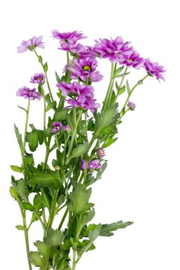 Lonely bush of violet chrysanthemums clipart