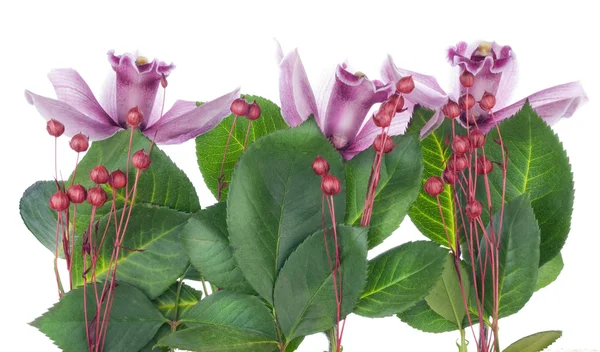Bordo viola delle orchidee — Foto Stock