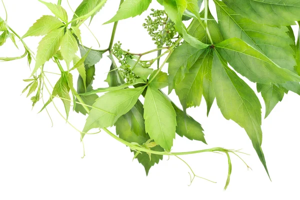 De jonge bladeren van de lente van druivenmost — Stockfoto