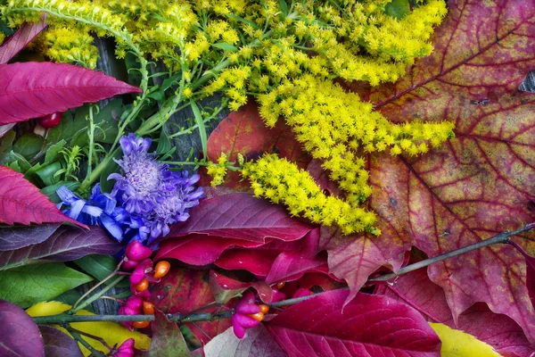 Sonbahar renkleri — Stok fotoğraf