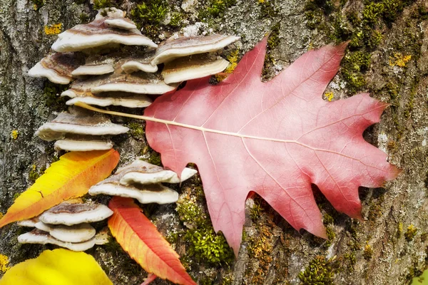 Folha de outono de carvalho em um tronco de árvore — Fotografia de Stock