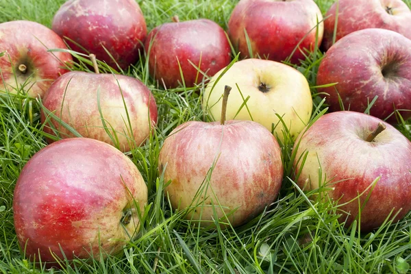 Справжні автономні яблука на траві — стокове фото