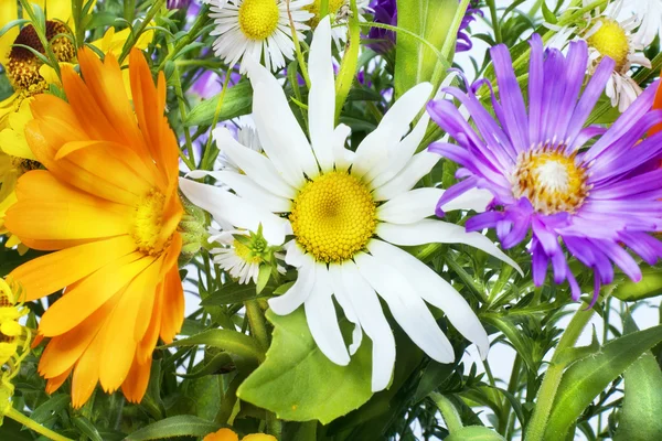 Flower expression — Stock Photo, Image