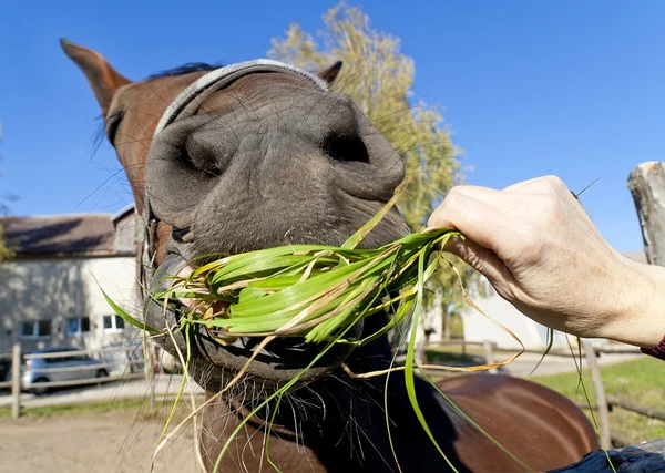 Roliga röda hästen äter gräs — Stockfoto