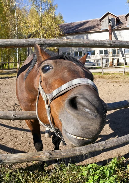 Lustiges rotes Pferd — Stockfoto