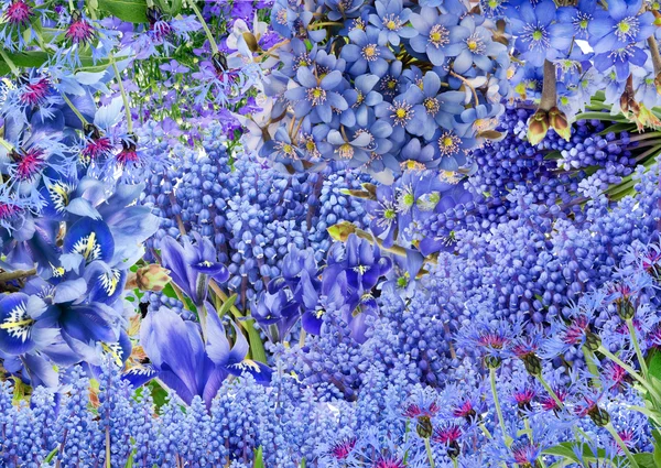 Nur blaue Blüten — Stockfoto