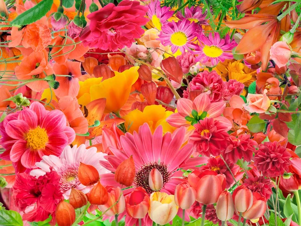 Rote Blumen Sommer Collage — Stockfoto
