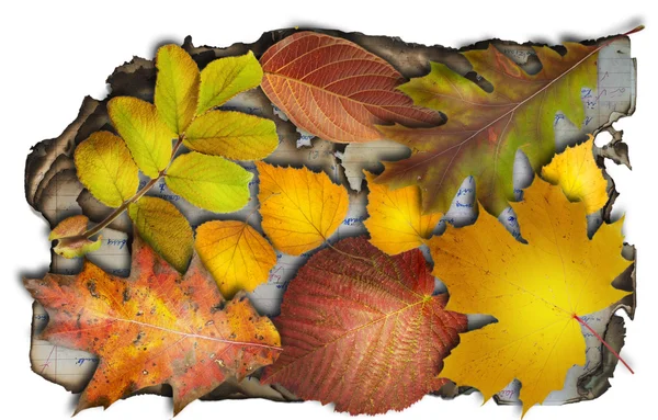 燃やされた秋の静物 — ストック写真