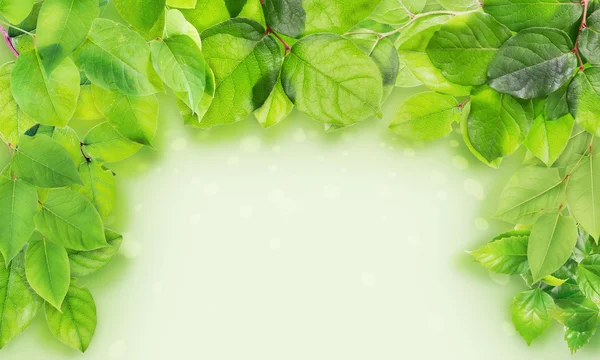 Zielonymi gałązkami ramki — Zdjęcie stockowe