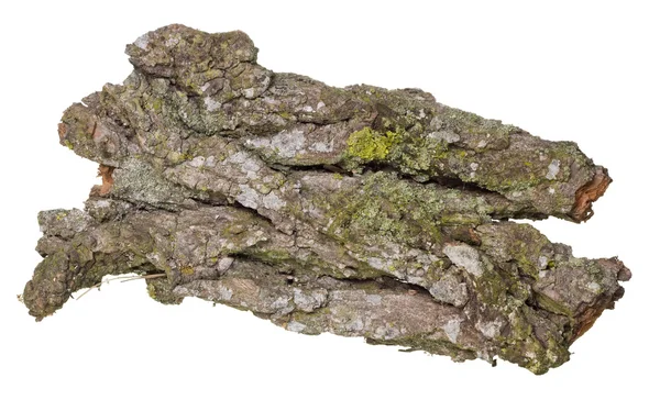 Παλιά oak φλοιός — Φωτογραφία Αρχείου