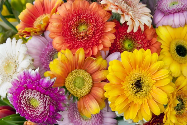 Bahar çiçekleri gerbera makro — Stok fotoğraf