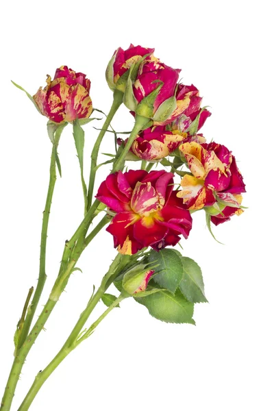 Απομονωμένη και μοναχική κόκκινο τριαντάφυλλο — Φωτογραφία Αρχείου