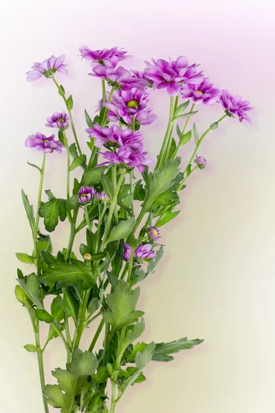 Lonely bush of violet chrysanthemums — Stock Photo, Image