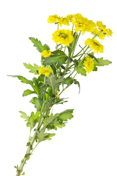 Lonely branch of yellow chrysanthemums — Stock Photo, Image