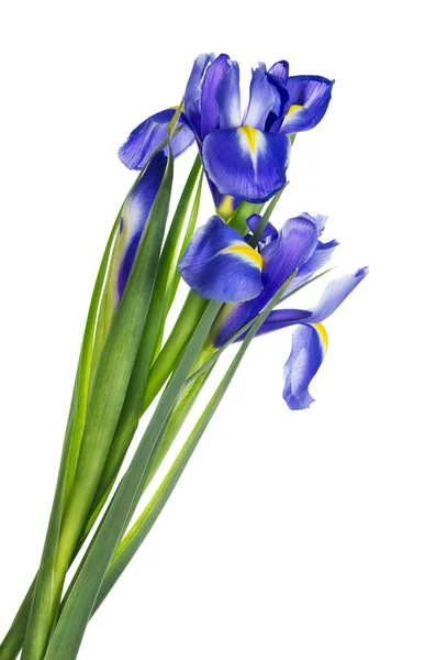 Blaue Schwertlilien isoliert — Stockfoto