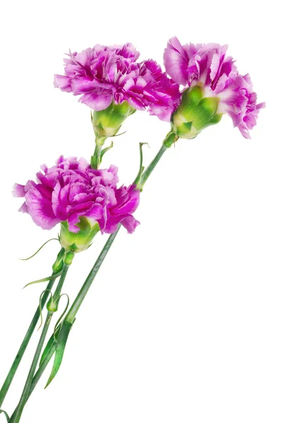 Three lonely pink carnation — Stock Photo, Image
