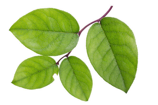 Textured green branch
