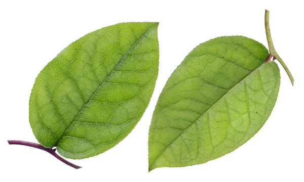 녹색 잎, 위쪽 및 아래쪽 — 스톡 사진