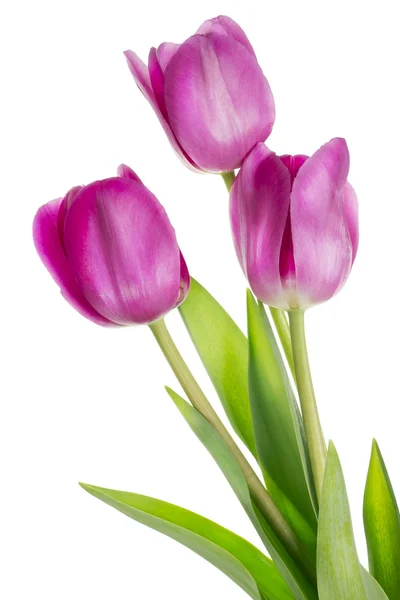 Rosa tulipanes solitarios primavera arbusto — Foto de Stock